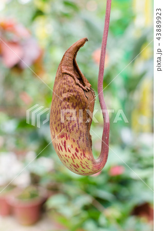 Nepenthes also known as tropical pitcher plants Nepenthes also known as tropical pitcher plants 43889923