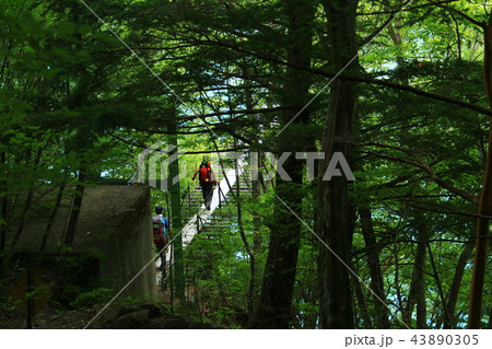 南アルプス光岳(てかりだけ)への道 畑薙湖と畑薙大吊り橋 南アルプス光岳(てかりだけ)への道 畑薙湖と畑薙大吊り橋 43890305