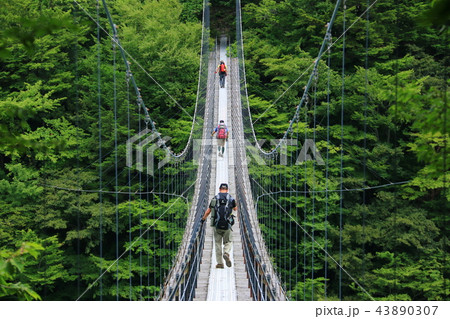 南アルプス光岳（てかりだけ）への道　畑薙湖と畑薙大吊り橋 43890307