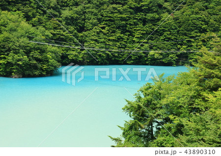 南アルプス光岳（てかりだけ）への道　畑薙湖と畑薙大吊り橋 43890310