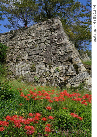 彼岸花の咲く津山城址（鶴山公園） 43891244