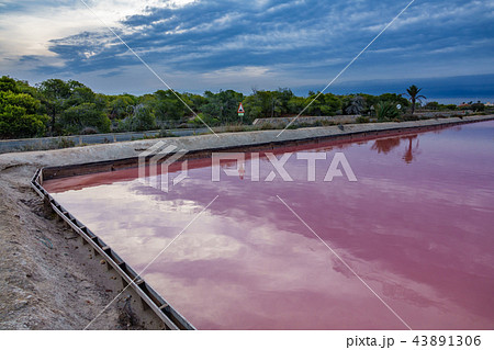 Pink salt poo, wide angle view at sunrise 43891306