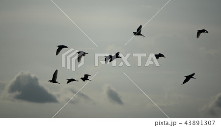 Group of egrets flying at sunset, high contrast 43891307