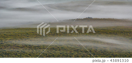 Distant bush with misty and deers feeding 43891310
