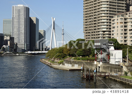 東京都中央区 【秋】 隅田川と高層マンション群 43891418