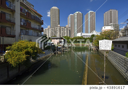 東京都中央区 【秋】 佃島公園と佃住吉講 東京都中央区 【秋】 佃島公園と佃住吉講 43891617