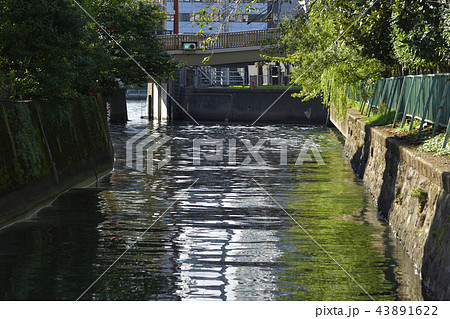 東京都中央区 【秋】 佃島公園と佃川支川 43891622