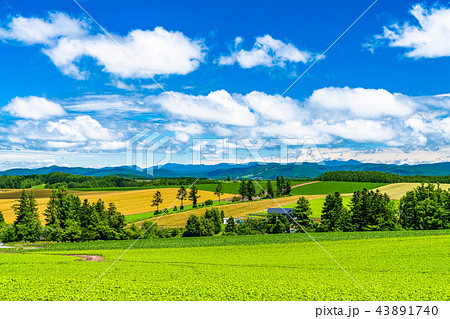 北海道 美瑛の丘 田園風景の写真素材