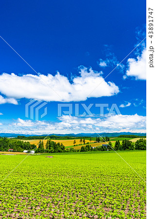 《北海道》美瑛の丘・田園風景 《北海道》美瑛の丘・田園風景 43891747