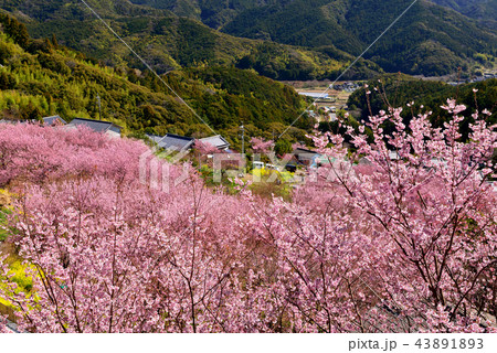 桑田山雪割桜 桑田山雪割桜 43891893