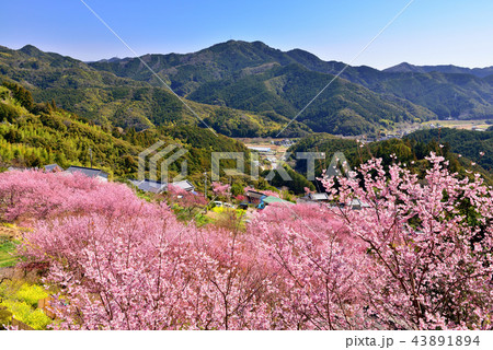桑田山雪割桜 43891894