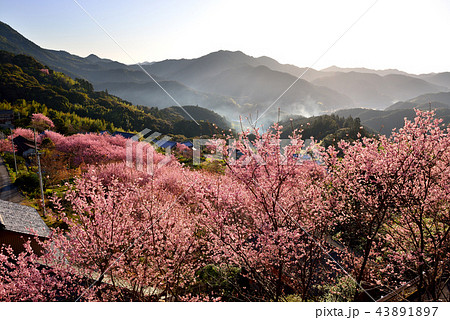 桑田山雪割桜 43891897