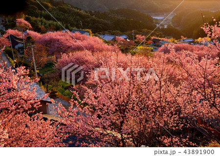 桑田山雪割桜 43891900