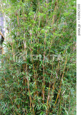 石田城五島氏庭園の金明竹2017 43892300