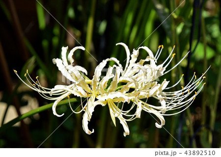 シロバナマンジュシャゲ 白花曼珠沙華 の写真素材