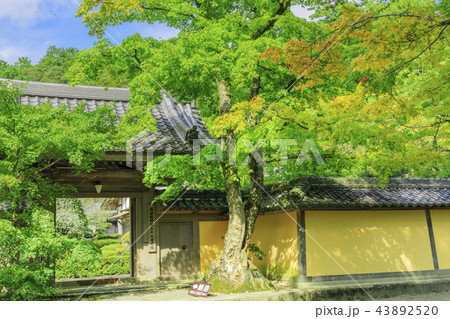 西明寺 43892520