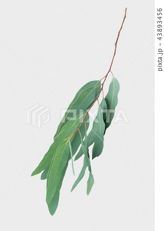 eucalyptus isolated on gray background eucalyptus isolated on gray background 43893456