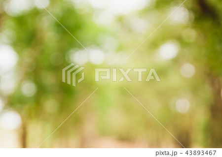 background blurred image of green forest natural background blurred image of green forest natural 43893467
