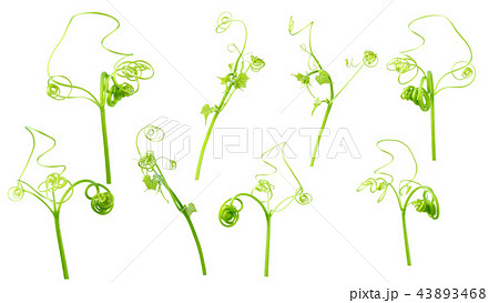 Green ivy plant  isolated on gray background,  Green ivy plant  isolated on gray background,  43893468