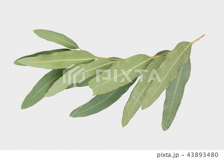 eucalyptus isolated on gray background eucalyptus isolated on gray background 43893480