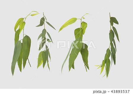 eucalyptus isolated on gray background  43893537