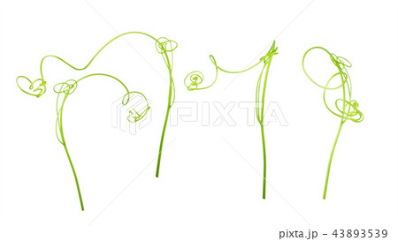 Green ivy plant isolated on gray background, Green ivy plant isolated on gray background, 43893539