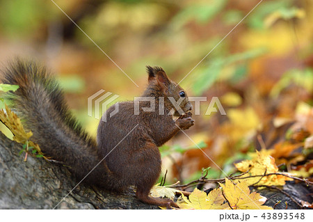 秋のエゾリス 43893548