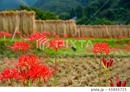 寺坂棚田の風景 43893725