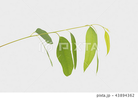 eucalyptus isolated on gray background eucalyptus isolated on gray background 43894362