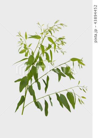 eucalyptus isolated on gray background  43894452