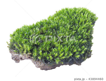 Green moss isolated on white background close up.. Green moss isolated on white background close up.. 43894460