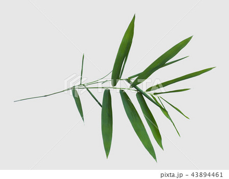 bamboo isolated on gray background bamboo isolated on gray background 43894461