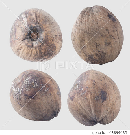 coconuts isolated on gray background clipping path 43894485