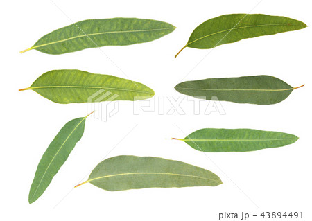 eucalyptus isolated on gray background eucalyptus isolated on gray background 43894491
