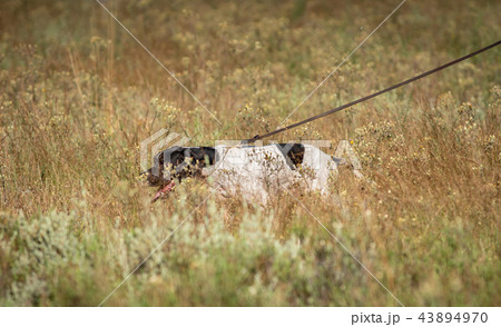 Pointer dog with owners strap in the bush 43894970