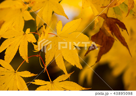 鮮やかな紅葉 43895098