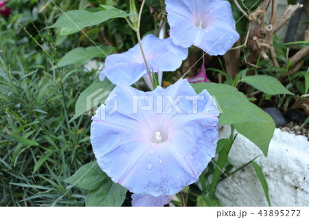 花壇の花 朝顔 アサガオ 大阪府枚方市の写真素材