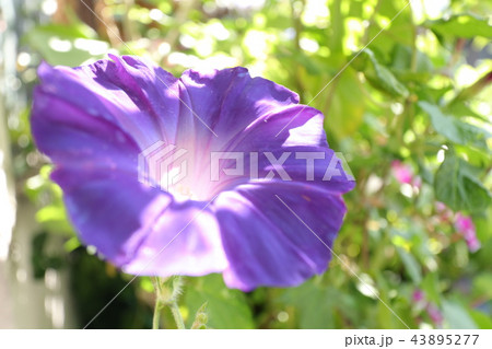 花壇の花 朝顔 アサガオ 大阪府枚方市の写真素材