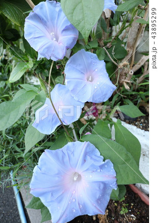 花壇の花「朝顔:アサガオ」大阪府枚方市 花壇の花「朝顔:アサガオ」大阪府枚方市 43895299