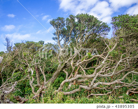 【伊豆半島】秋のだるま山高原風景【伊豆山稜線歩道・灌木】 【伊豆半島】秋のだるま山高原風景【伊豆山稜線歩道・灌木】 43895305