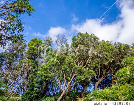 【伊豆半島】秋のだるま山高原風景【伊豆山稜線歩道・灌木】 【伊豆半島】秋のだるま山高原風景【伊豆山稜線歩道・灌木】 43895308