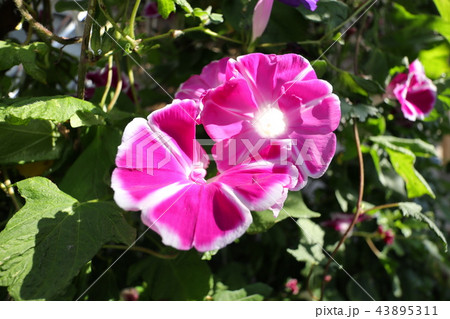 花壇の花 朝顔 アサガオ 大阪府枚方市の写真素材