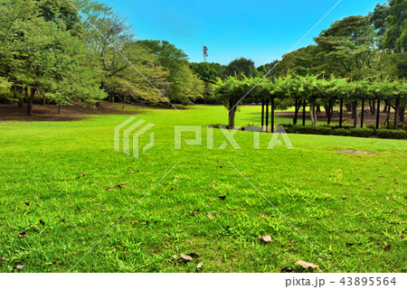柏の葉公園 広場 柏の葉公園 広場 43895564