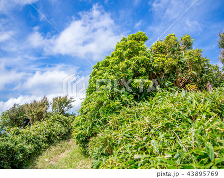 【伊豆半島】秋の高原風景【伊豆山稜線歩道・だるま山周辺】 【伊豆半島】秋の高原風景【伊豆山稜線歩道・だるま山周辺】 43895769