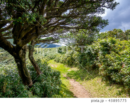 【伊豆半島】秋の高原風景【伊豆山稜線歩道・だるま山周辺】 43895775