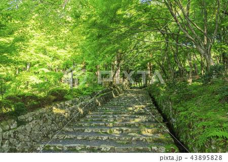 百済寺 百済寺 43895828