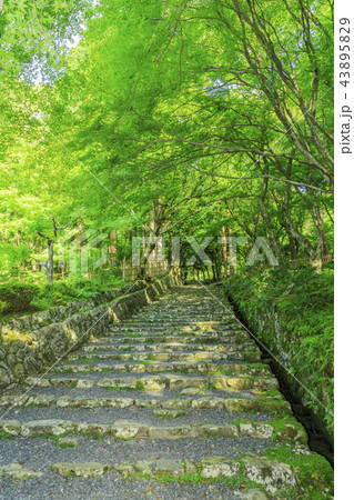 百済寺 百済寺 43895829