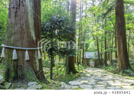 百済寺 百済寺 43895841