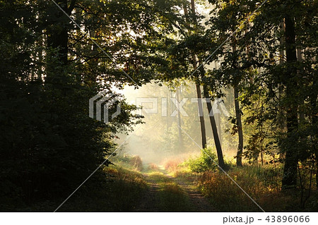 Country road through the forest during sunrise Country road through the forest during sunrise 43896066
