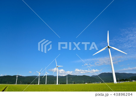 黄金色の水田の中の風力発電 黄金色の水田の中の風力発電 43896204